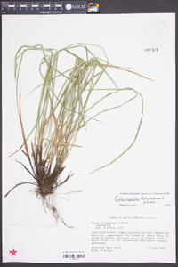 Carex superata image