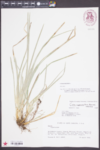 Carex superata image