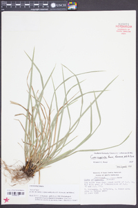 Carex superata image