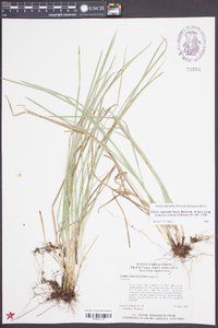 Carex superata image