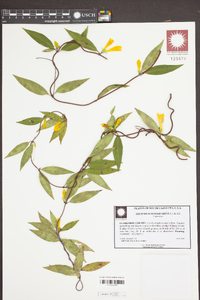 Gelsemium sempervirens image