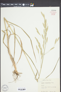 Bromus catharticus image