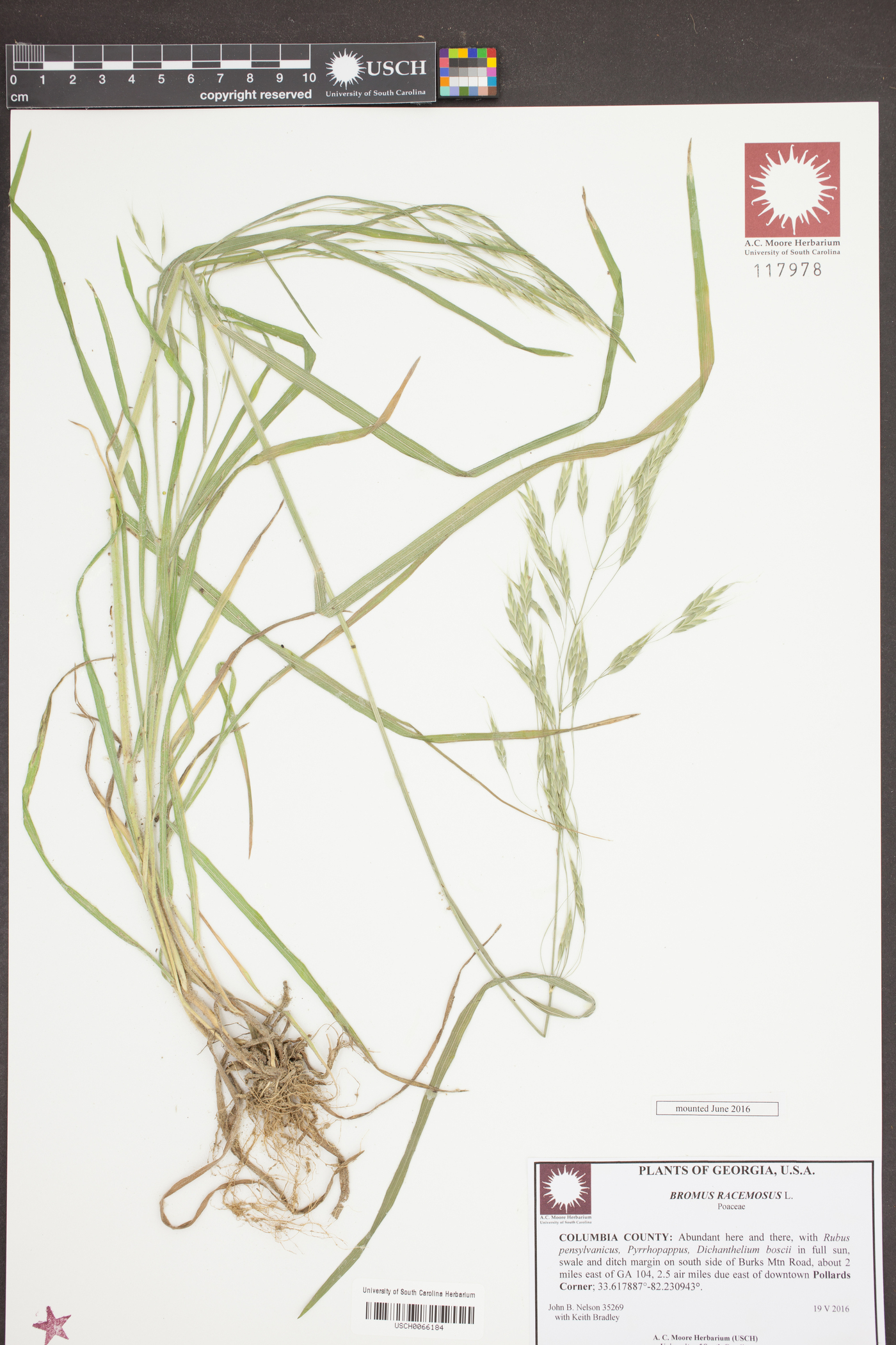 Bromus racemosus image