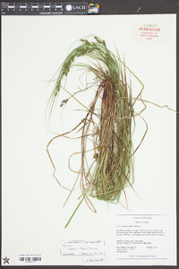 Carex swanii image