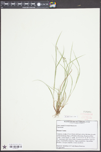 Carex swanii image