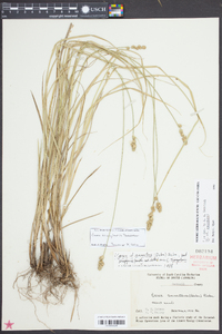 Carex triangularis image