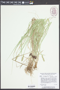 Carex triangularis image