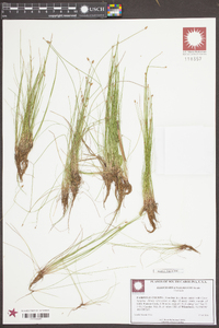 Eleocharis engelmannii image