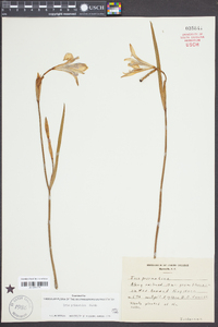 Iris prismatica image