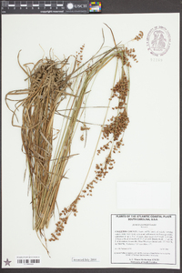 Juncus longii image