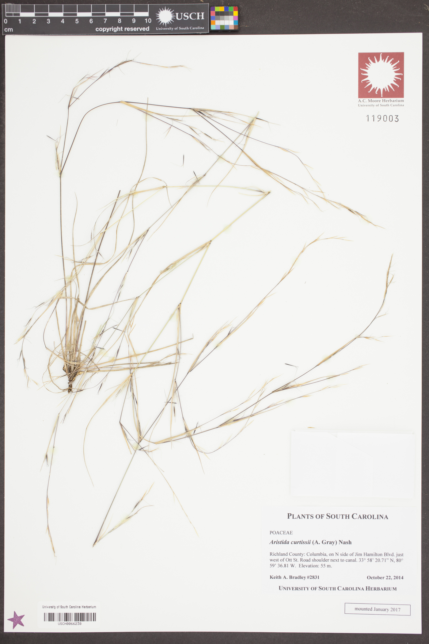 Aristida curtissii image