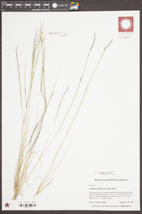 Aristida curtissii image