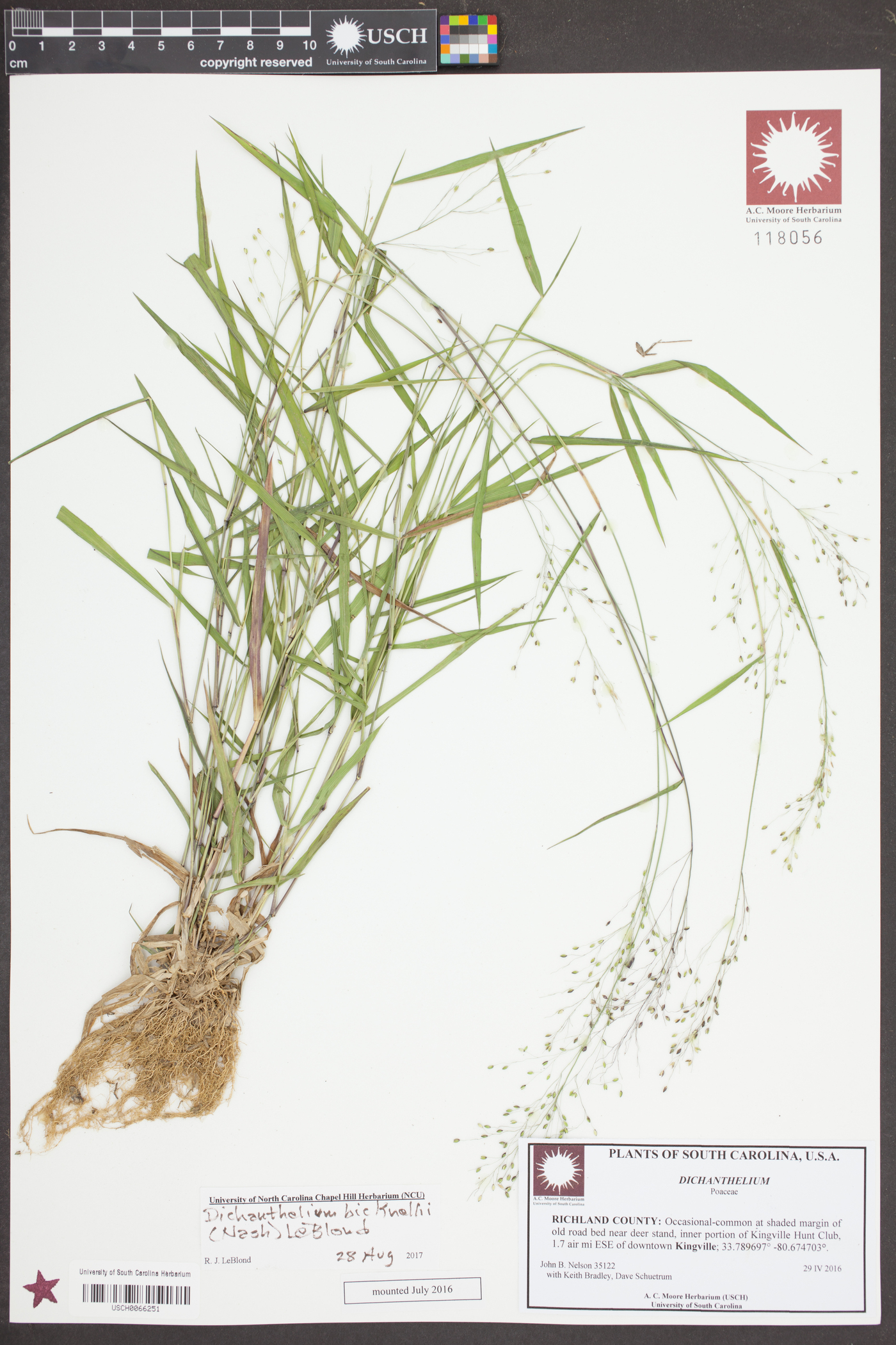 Dichanthelium × bicknellii image