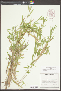 Panicum scabriusculum image