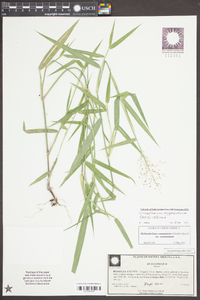 Panicum scabriusculum image