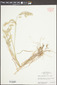 Bromus briziformis image