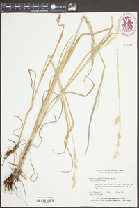 Bromus carinatus image