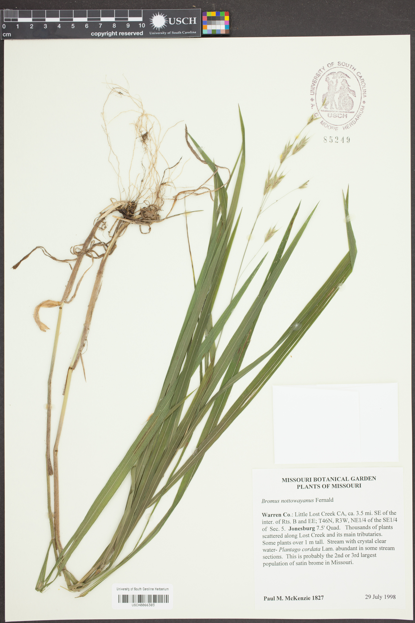 Bromus nottowayanus image