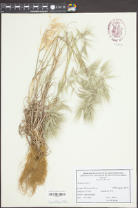 Bromus sterilis image