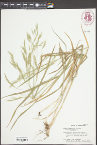 Bromus commutatus image