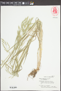 Bromus commutatus image