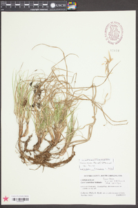 Carex tonsa var. tonsa image