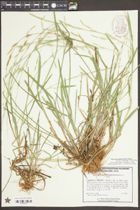 Glyceria septentrionalis image