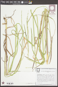 Glyceria septentrionalis image