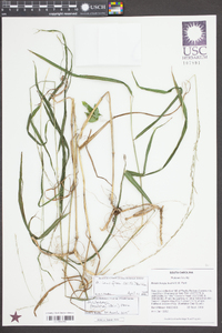 Muhlenbergia tenuiflora image