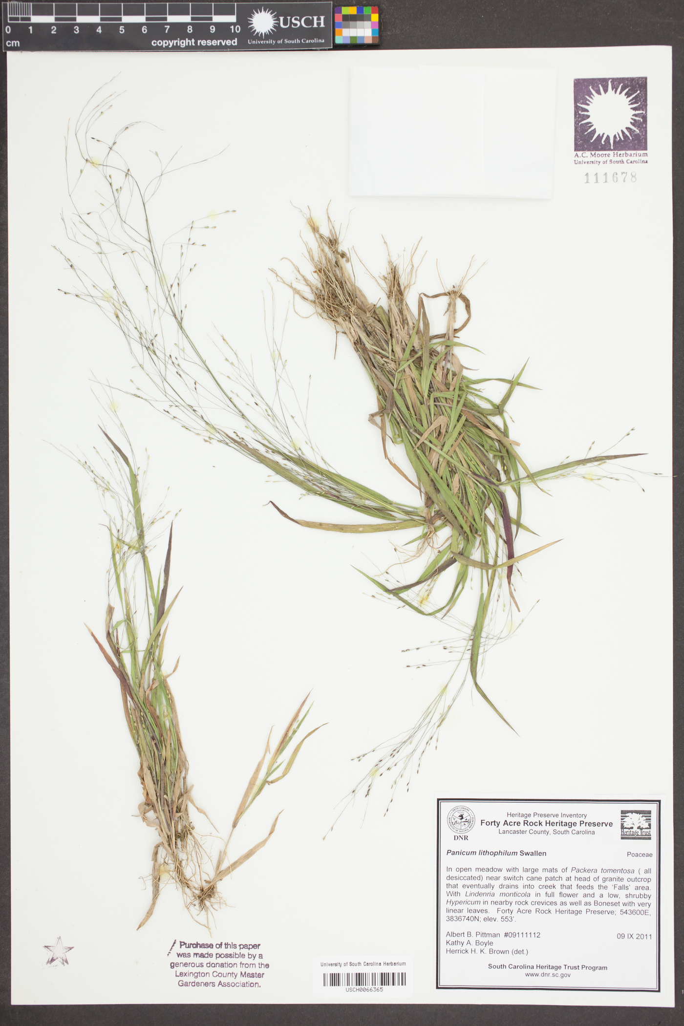 Panicum lithophilum image