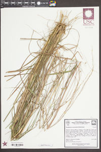 Sorghastrum elliottii image