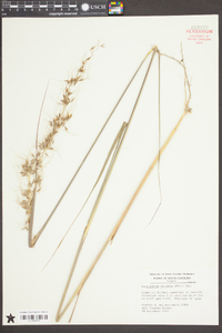 Sorghastrum secundum image