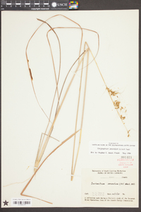 Sorghastrum secundum image