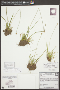 Xyris brevifolia image