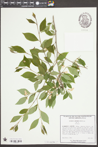 Styrax americanus image