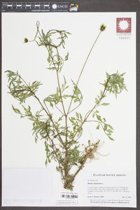 Bidens bipinnata image