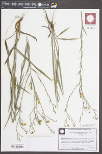 Pityopsis graminifolia image