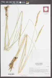 Spartina spartinae image