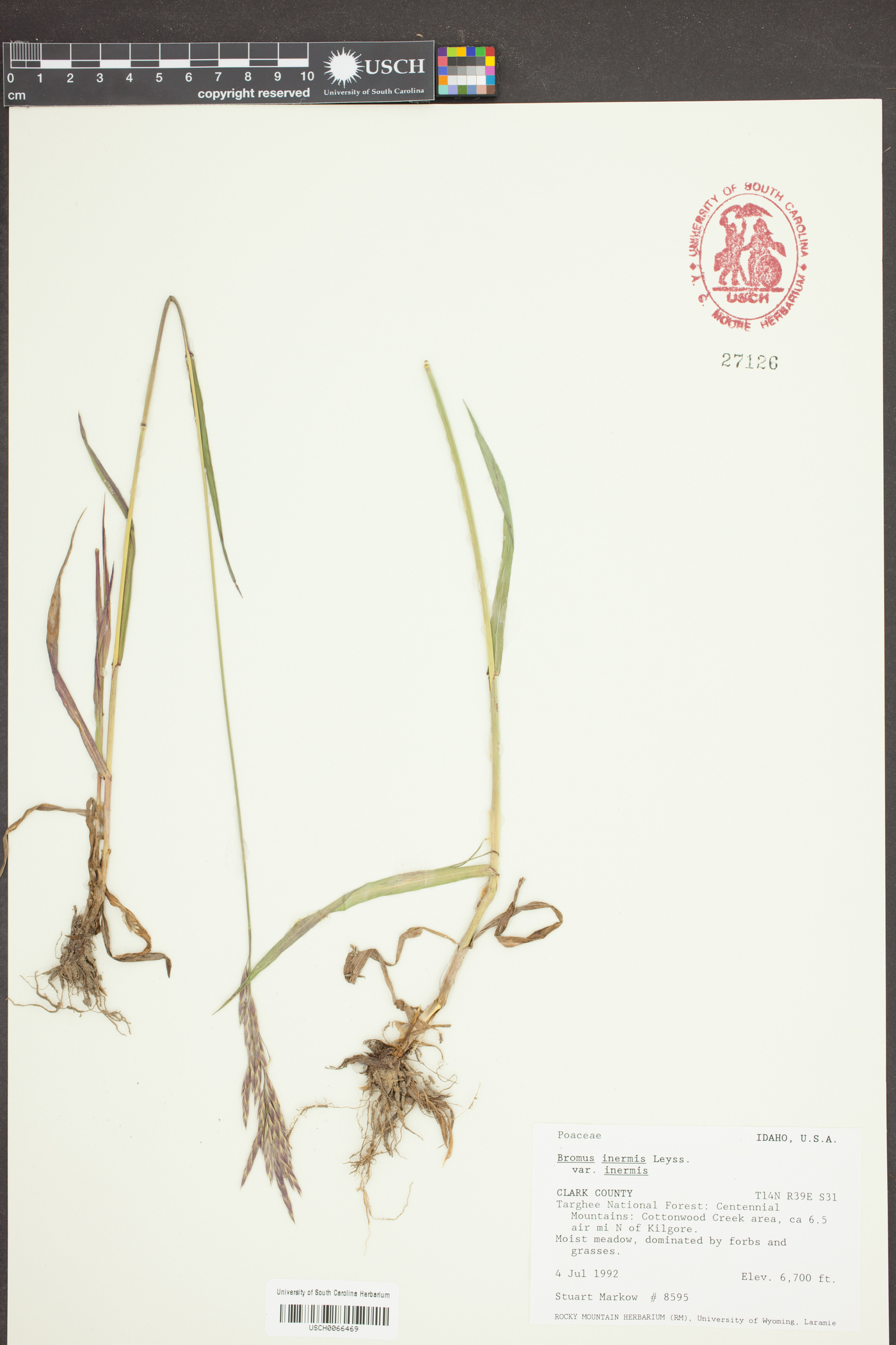 Bromus inermis var. inermis image