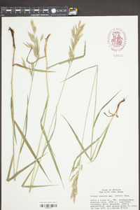 Bromus inermis subsp. inermis image