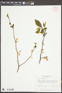 Halesia carolina image