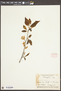 Halesia carolina image