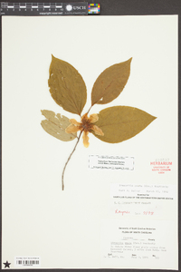 Stewartia ovata image