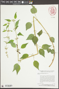 Urtica chamaedryoides image