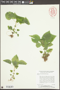 Urtica chamaedryoides image