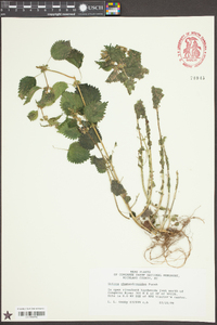 Urtica chamaedryoides image