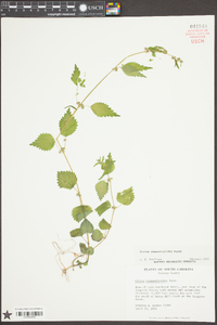 Urtica chamaedryoides image