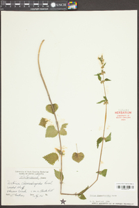 Urtica chamaedryoides image