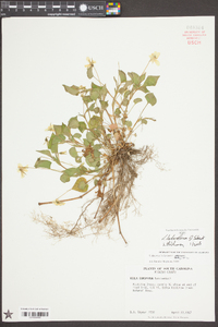 Viola labradorica image