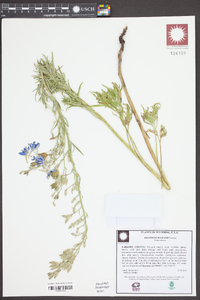 Delphinium geyeri image